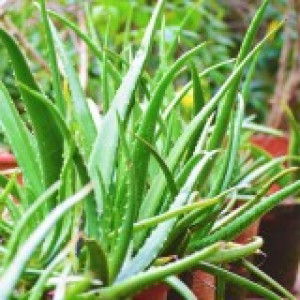 Aloe Vera Plant - Kattarvazha